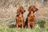 SETTER IRLANDAIS 294